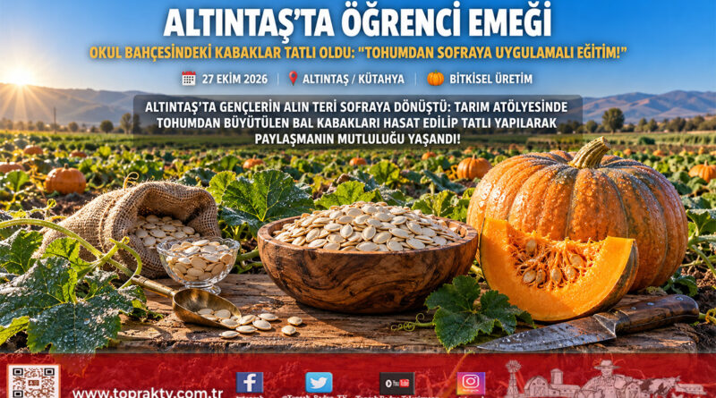 Altıntaş’ta Gençlerin Emeği Sofraya Ulaştı: Tarım Atölyesinde Yetiştirilen Kabaklar Tatlıya Dönüştü!…
