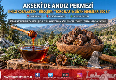 Toroslar’ın Şifa Hazinesi: Akseki’de 5 Kilo Andız Kozalağından 1 Kilo Pekmez Üretiliyor, Kilosu 500 ₺’den Alıcı Buluyor!…