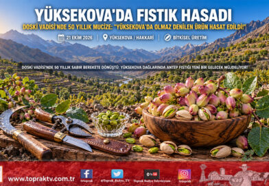 “Yüksekova’da Olmaz” Denilen Mucize Gerçek Oldu: Doski Vadisi’nde 50 Yıllık Antep Fıstığı Ağaçlarında Bereketli Hasat!…