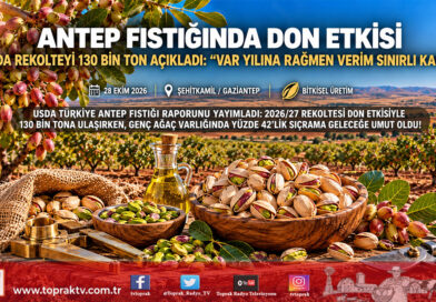 USDA Raporu Yayımlandı: Türkiye’de Antep Fıstığında “Var Yılı”na Rağmen Don Etkisi Sürüyor, Rekolte 130 Bin Ton Bekleniyor!…