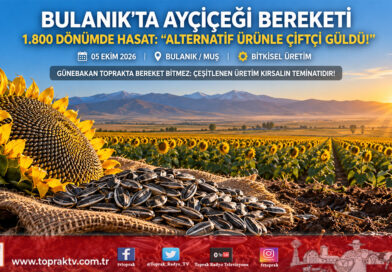 Bulanık Sıradere Köyü’nde Çerezlik Ayçiçeği Hasadı: 1.800 Dönümlük Üretimle Çiftçinin Yüzü Güldü!…