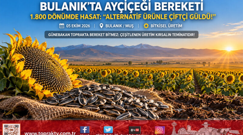 Bulanık Sıradere Köyü’nde Çerezlik Ayçiçeği Hasadı: 1.800 Dönümlük Üretimle Çiftçinin Yüzü Güldü!…
