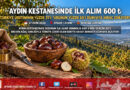 Aydın Kestanesinde Sezonun İlk Ürünü 600 ₺’den Alındı: Türkiye Üretiminin Yüzde 31’ini Sırtlayan Kentte Hasadın Yüzde 80’i Tamamlandı!…