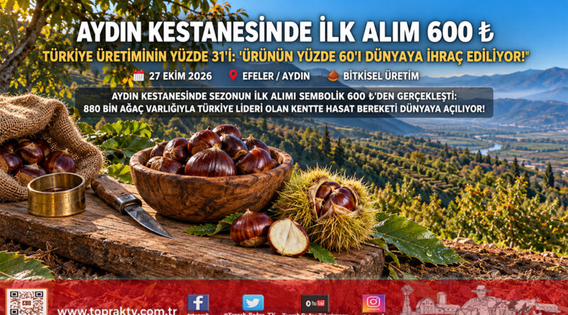 Aydın Kestanesinde Sezonun İlk Ürünü 600 ₺’den Alındı: Türkiye Üretiminin Yüzde 31’ini Sırtlayan Kentte Hasadın Yüzde 80’i Tamamlandı!…