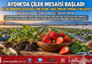 Aydın’da Çilek Mesaisi Başladı: Büyük Menderes Ovası’nda Yeni Sezon Fideleri Toprakla Buluştu!…