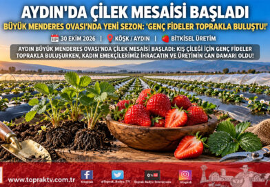 Aydın’da Çilek Mesaisi Başladı: Büyük Menderes Ovası’nda Yeni Sezon Fideleri Toprakla Buluştu!…
