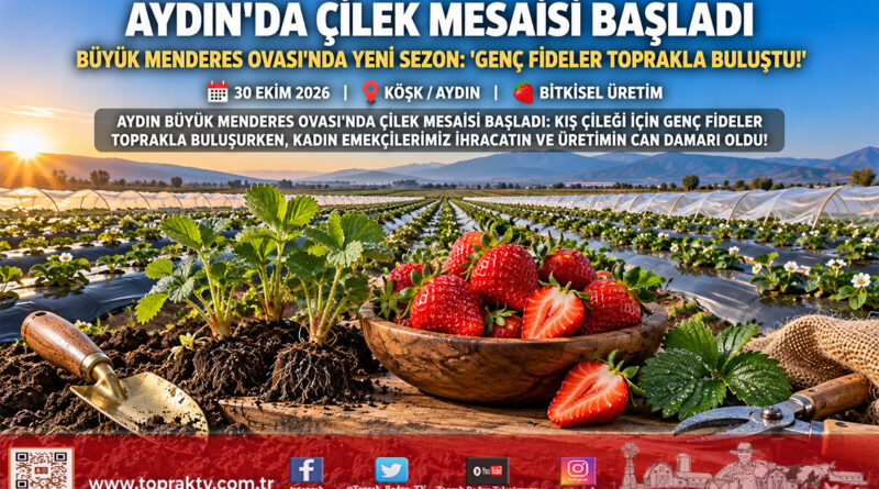Aydın’da Çilek Mesaisi Başladı: Büyük Menderes Ovası’nda Yeni Sezon Fideleri Toprakla Buluştu!…
