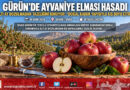 Sivas Gürün’ün Tescilli Ayvaniye Elmasında Hasat Sürüyor: Doğal Koruyucu Kabuğuyla Altı Ay Boyunca Bozulmuyor!…