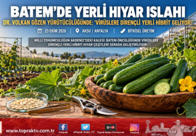 BATEM’den Milli Tohumculukta Kritik Viraj: Dr. Volkan Gözen Yürütücülüğünde Yerli Hibrit Hıyar Islahı Serada Hız Kesmiyor!…