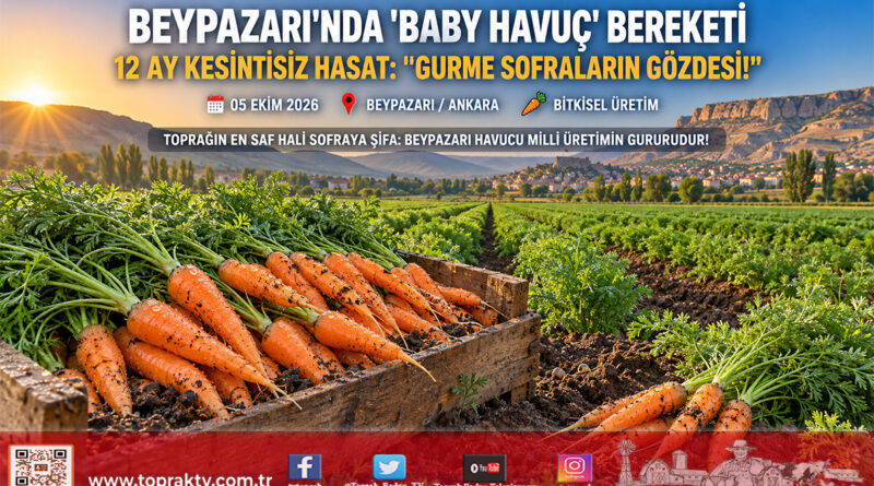 Beypazarı’nda Gurme Sofraların Yeni Gözdesi: Toprağı ve Pürüyle Hasat Edilen ‘Baby Havuç’ Yılın 12 Ayı Üretiliyor!…