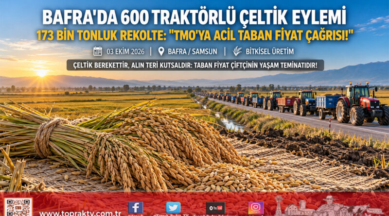 Bafra Ovası’nda Çeltik Üreticisinden 600 Traktörlü Eylem: 4 Kilometrelik Konvoyla Acil Taban Fiyat Çağrısı!…
