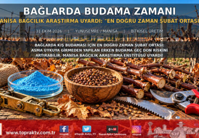 Bağlarda Erken Budama Verimi Vuruyor: Manisa Bağcılık Araştırma Enstitüsü’nden Kritik “Şubat Ortası” Uyarısı!…