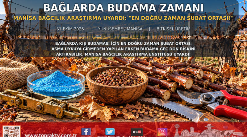 Bağlarda Erken Budama Verimi Vuruyor: Manisa Bağcılık Araştırma Enstitüsü’nden Kritik “Şubat Ortası” Uyarısı!…
