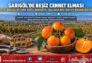 Sarıgöl Emcelli’de Ağaçlar Bereketten Eğildi: Cennet Elması Dalında Beşiz Meyve Verdi!…
