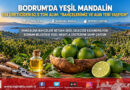 Bodrum Mandalini Yeşil Hasatla Hayat Buluyor: 104 Üreticiden 62,5 Ton Alımla Sanayiye Katma Değer!…