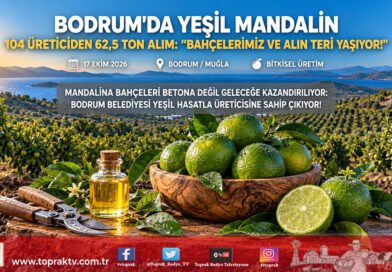 Bodrum Mandalini Yeşil Hasatla Hayat Buluyor: 104 Üreticiden 62,5 Ton Alımla Sanayiye Katma Değer!…