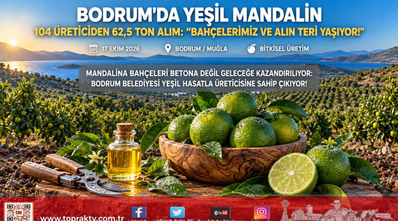 Bodrum Mandalini Yeşil Hasatla Hayat Buluyor: 104 Üreticiden 62,5 Ton Alımla Sanayiye Katma Değer!…
