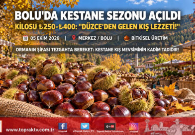 Bolu Tezgâhlarında Kış Müjdesi: Düzce’den Gelen Taze Kestaneler Kilogramı ₺250 ile ₺400 Arasında Satışta!…