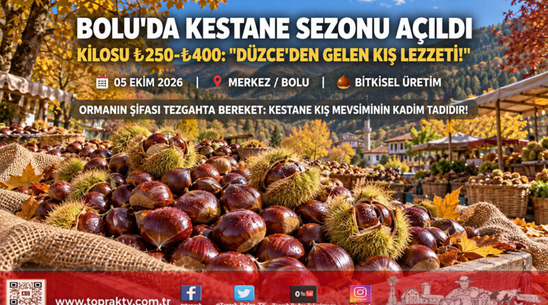 Bolu Tezgâhlarında Kış Müjdesi: Düzce’den Gelen Taze Kestaneler Kilogramı ₺250 ile ₺400 Arasında Satışta!…