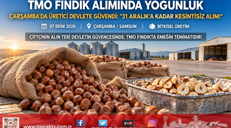 Serbest Piyasaya Karşı Çiftçinin Güvenli Limanı: Çarşamba’da Fındık Üreticisi TMO Alım Noktalarına Akın Etti!…