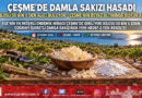 Çeşme’nin Beyaz Altınında Hasat Heyecanı: Coğrafi İşaretli Damla Sakızının Kilosu 50 Bin ₺’ye Ulaştı!…
