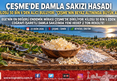 Çeşme’nin Beyaz Altınında Hasat Heyecanı: Coğrafi İşaretli Damla Sakızının Kilosu 50 Bin ₺’ye Ulaştı!…