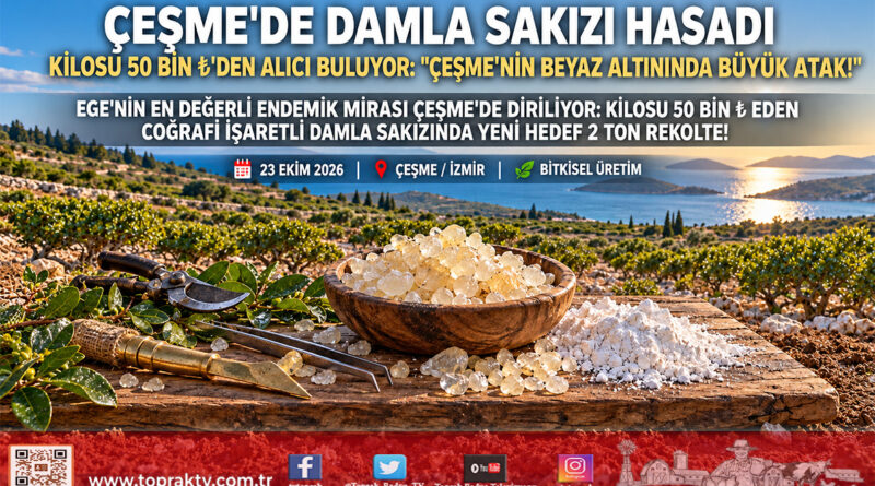 Çeşme’nin Beyaz Altınında Hasat Heyecanı: Coğrafi İşaretli Damla Sakızının Kilosu 50 Bin ₺’ye Ulaştı!…