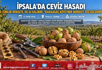İpsala Karaağaç Köyü’nde 400 Tonluk Ceviz Bereketi: 30-34 Kalibre Kaliteyle Hasat Başladı, Üretici Kapalı Sulamayı Bekliyor!…