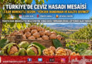 Türkiye’nin Dört Bir Yanında Ceviz Hasadı Mesaisi: Tekirdağ, Bingöl ve Kütahya’da Yüksek Kalite ve Bereketli Rekolte Sevinci!…
