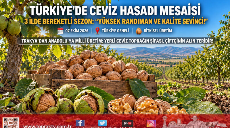 Türkiye’nin Dört Bir Yanında Ceviz Hasadı Mesaisi: Tekirdağ, Bingöl ve Kütahya’da Yüksek Kalite ve Bereketli Rekolte Sevinci!…