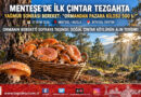 Ege Ormanlarında Sonbahar Bereketi: Muğla Menteşe’de Sezonun İlk Çıntarı Pazara İndi, Kilogramı 500 ₺!…