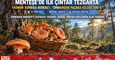 Ege Ormanlarında Sonbahar Bereketi: Muğla Menteşe’de Sezonun İlk Çıntarı Pazara İndi, Kilogramı 500 ₺!…