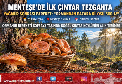 Ege Ormanlarında Sonbahar Bereketi: Muğla Menteşe’de Sezonun İlk Çıntarı Pazara İndi, Kilogramı 500 ₺!…