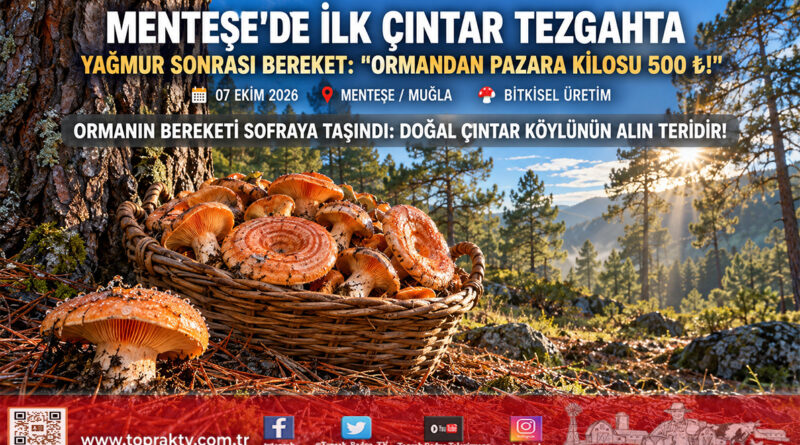 Ege Ormanlarında Sonbahar Bereketi: Muğla Menteşe’de Sezonun İlk Çıntarı Pazara İndi, Kilogramı 500 ₺!…