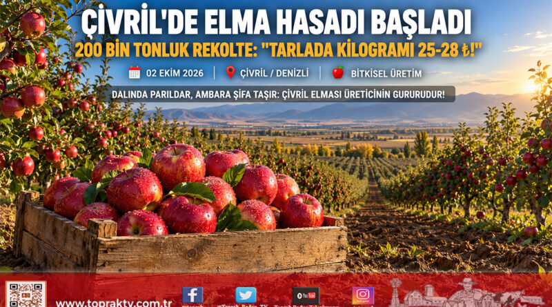 Başlık: Denizli Çivril’de 200 Bin Tonluk Elma Hasadı Başladı: Tarlada Kilogramı 25-28 ₺’den Alıcı Buluyor!…