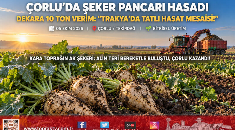 Trakya’da Tatlı Mesai Başladı: Çorlu Maksutlu’da Şeker Pancarında Dekara 10 Tonluk Rekor Verim!…