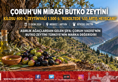 Çoruh Vadisi’nin Asırlık Mirası Butko Zeytininde 2026 Fiyatları Belli Oldu: Kilosu 400 ₺, Katkısız Yağı 1.500 ₺!…