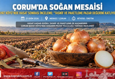 Çorum’un Sarı Altınında Hasat Sonrası Mesai: Bayat Köyü’nde Soğan Tasnif ve Paketleme Çalışmaları Yerinde İncelendi!…
