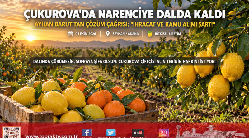 Çukurova’da Narenciye Krizi Derinleşiyor: TBMM Komisyon Üyesi Ayhan Barut’tan İhracat ve Taban Fiyat İçin Acil Eylem Çağrısı!…
