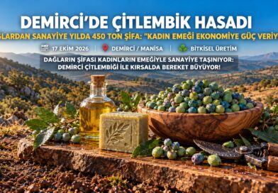 Demirci Dağlarından Sanayi Devlerine Uzanan Şifa: Kadınlar Yılda 450 Ton Çitlembik Toplayarak Ekonomiye Can Veriyor!…