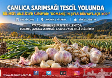 Ege’nin Beyaz Altını Bilimsel Güvence Altında: Domaniç Çamlıca Sarımsağı Coğrafi İşaret Yolunda!…