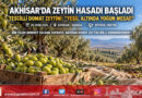 Türkiye’nin Zeytin Başkenti Akhisar’da Hasat Başladı: Coğrafi İşaretli ‘Domat’ Zeytininde Üretici Bahçeye İndi!…