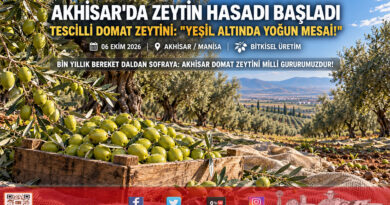 Türkiye’nin Zeytin Başkenti Akhisar’da Hasat Başladı: Coğrafi İşaretli ‘Domat’ Zeytininde Üretici Bahçeye İndi!…