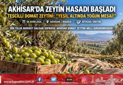Türkiye’nin Zeytin Başkenti Akhisar’da Hasat Başladı: Coğrafi İşaretli ‘Domat’ Zeytininde Üretici Bahçeye İndi!…