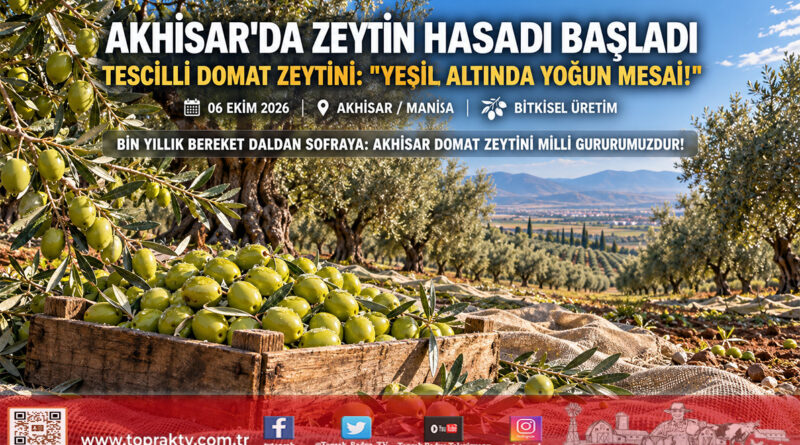 Türkiye’nin Zeytin Başkenti Akhisar’da Hasat Başladı: Coğrafi İşaretli ‘Domat’ Zeytininde Üretici Bahçeye İndi!…