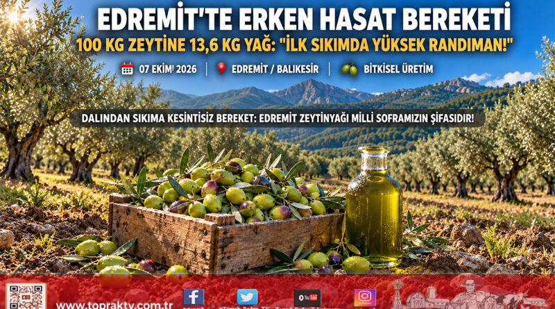 Kuzey Ege’de Erken Hasat Bereketi: Edremit’te 100 Kilo Zeytinden 13,6 Kilo Yağ Randımanı Alındı!…