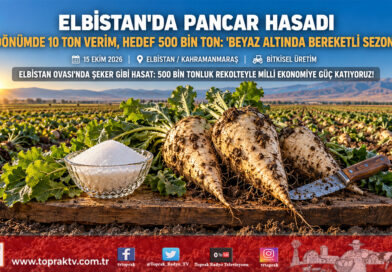 Elbistan Ovası’nda Beyaz Altın Seferberliği: 500 Bin Tonluk Rekolte Hedefiyle Şeker Pancarı Hasadı Başladı!…