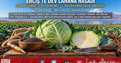 Van Gölü Havzası’nda Dev Mahsul Mesaisi: Coğrafi İşaret Tescilli Erciş Lahanasında Hasat Başladı!…