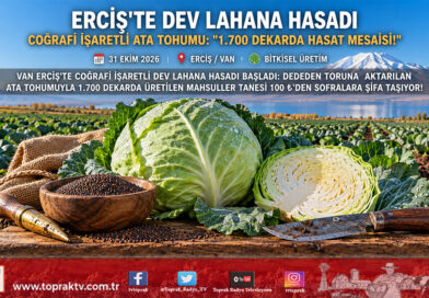 Van Gölü Havzası’nda Dev Mahsul Mesaisi: Coğrafi İşaret Tescilli Erciş Lahanasında Hasat Başladı!…