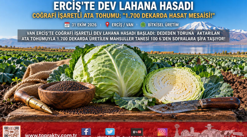 Van Gölü Havzası’nda Dev Mahsul Mesaisi: Coğrafi İşaret Tescilli Erciş Lahanasında Hasat Başladı!…